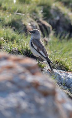 Birdwatching in the Caucasus Mountains