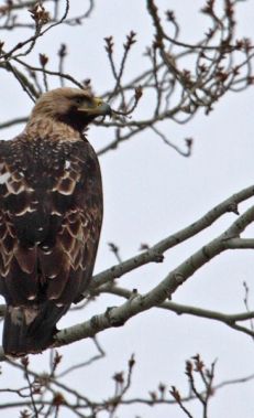 Birdwatching in Mingachevir