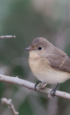 Birdwatching in Gizil Aghaj National Park