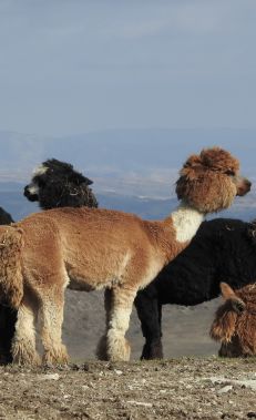 Safari tours  in the mountains of Shamakhi