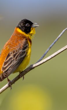 Birdwatching in Altiaghaj  National Park