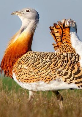 Birdwatching in Azerbaijan