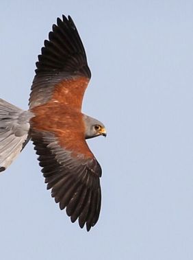 Birdwatching in Shirvan National Park