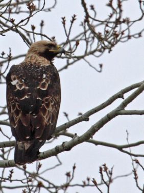 Birdwatching in Mingachevir