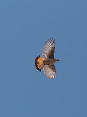 Birdwatching in Nakhchivan