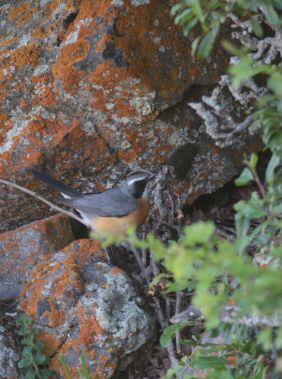 Birdwatching in the Talish Mountains