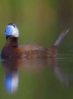 Birdwatching in Aggol National Park