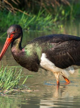 Birdwatching along the Nabran coastline